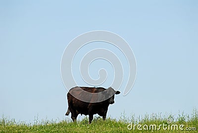 Cow and blue sky