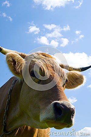 Cow on blue sky background