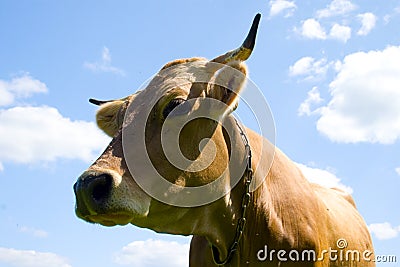 Cow on blue sky background