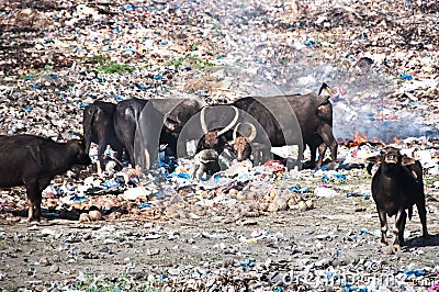 Cow and buffalos eating trash from illegal landfill