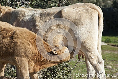 Cow and calf