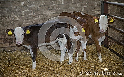 Cow calves in a stable on a farm