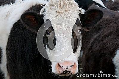 Cow, Close up