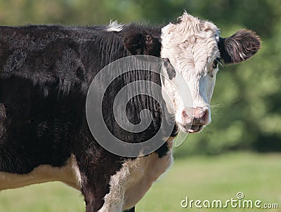 Cow, Close up