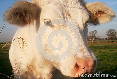 Cow close up