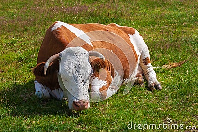 Cow, covered with flies, sleeps on a green meadow