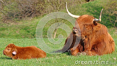 Cow and cute calf of highland cattle