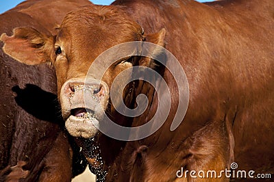 Cow eating feed, close-up image