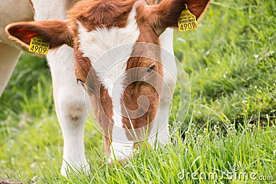 Cow eating grass