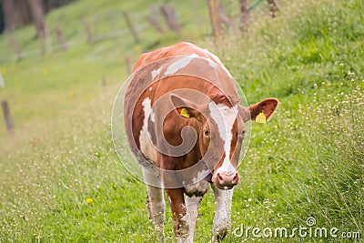 Cow eating grass