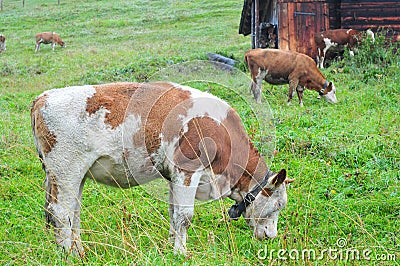 Cow eating grass