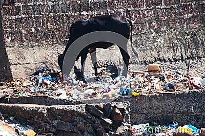 Cow eating trash from illegal landfill