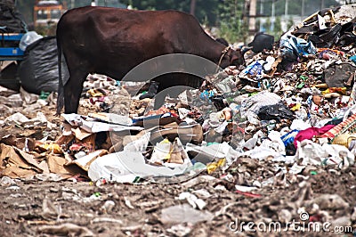 Cow eating trash from illegal landfill