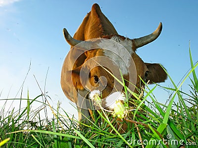 cow-eats-grass-5308688.jpg