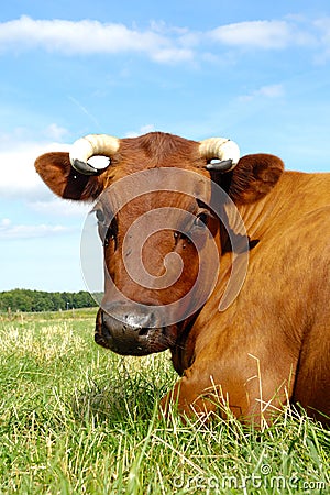 Cow face