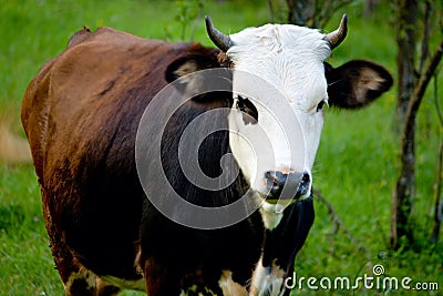 Cow farm animal on green grass