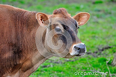 A cow in a farm