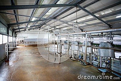 Cow farm milking system