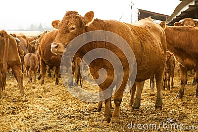 Cow farm