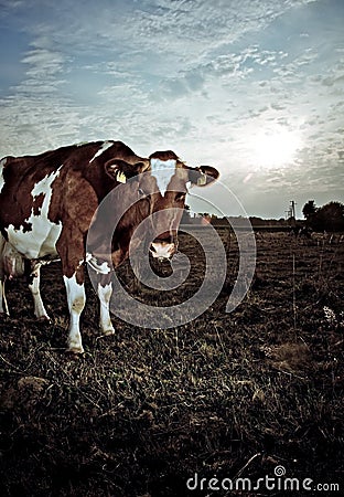 Cow in field