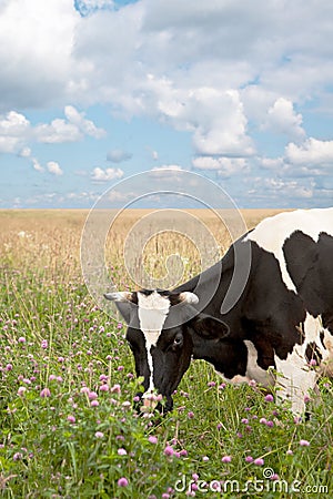 Cow on a field