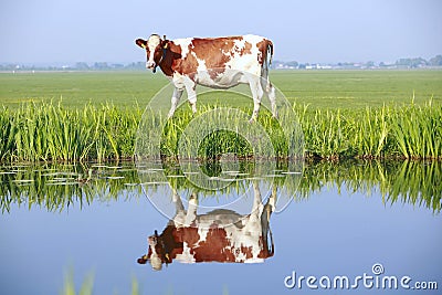 Cow on the field