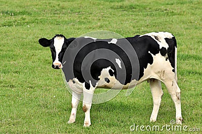 Cow in the field