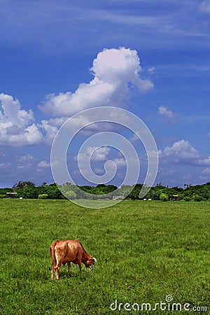 Cow in the Field