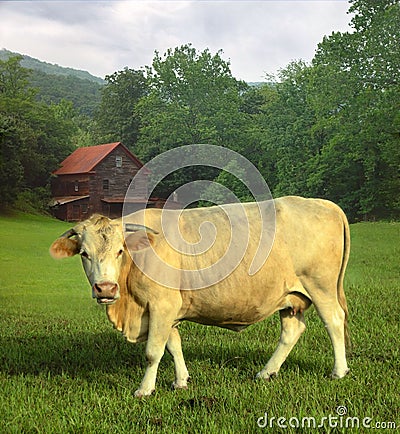 Cow in field