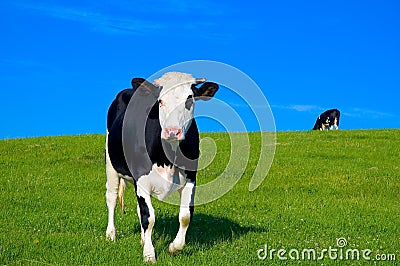 Cow in field 6