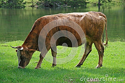 Cow at the field