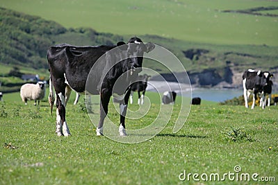 Cow in a field