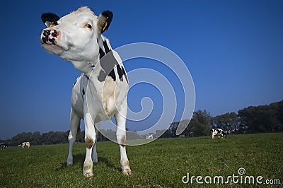 A cow in the field with blue sky