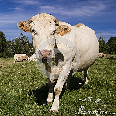 Cow in the field