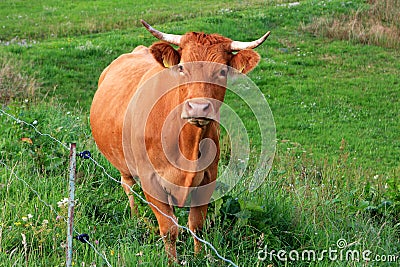 Cow on the field