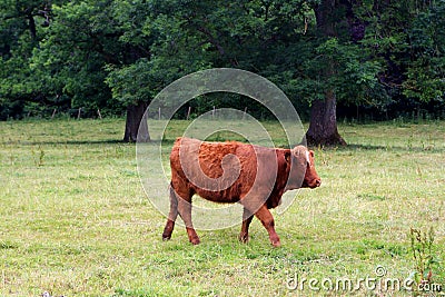 Cow on the field