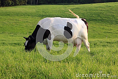 Cow on the field