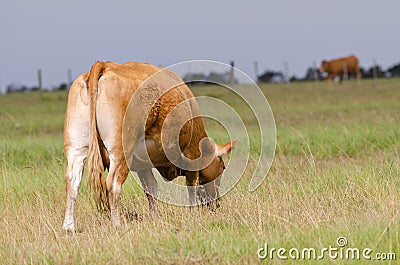 Cow in field