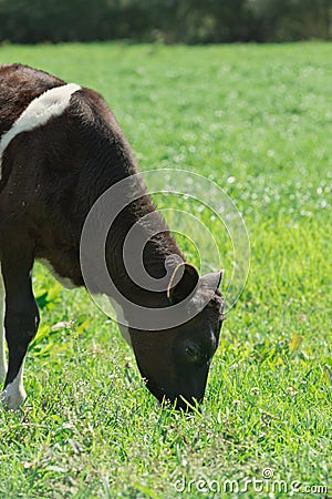 Cow in the field