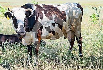 Cow in the field in a pasture