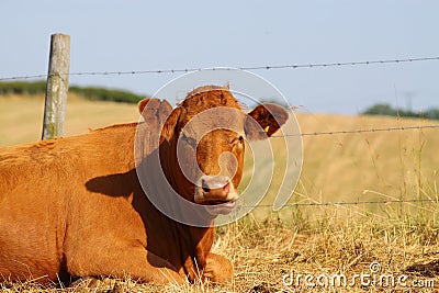Cow in field A