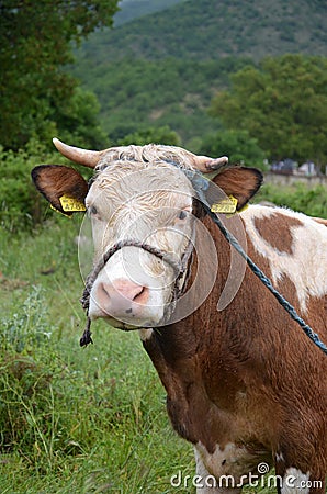 Cow in a field