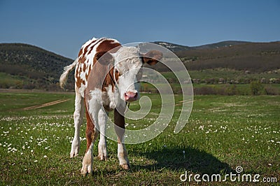 Cow In A Field