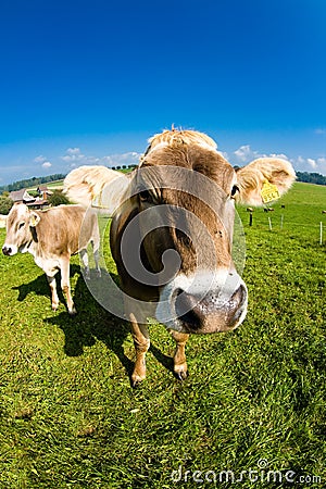 Cow, funny fisheye nose close up
