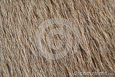 Cow fur texture