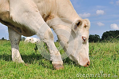 Cow grazing