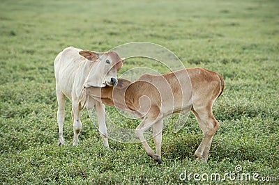 Cow grazing on farmland.