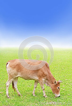Cow on green grass