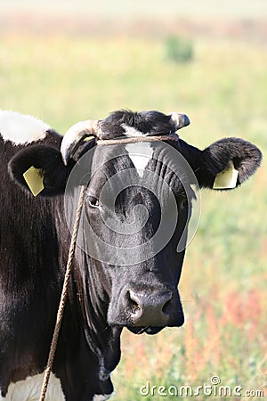 Cow head