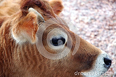 cow head portrait